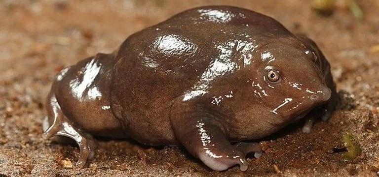 Endangered Purple Frog: Ancient Amphibian Faces Extinction Amid Western Ghats Biodiversity Crisis