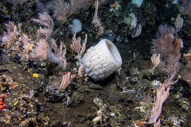 Study Reveals 99.999% of Deep Ocean Unexplored Amid Rising Seabed Mining Concerns