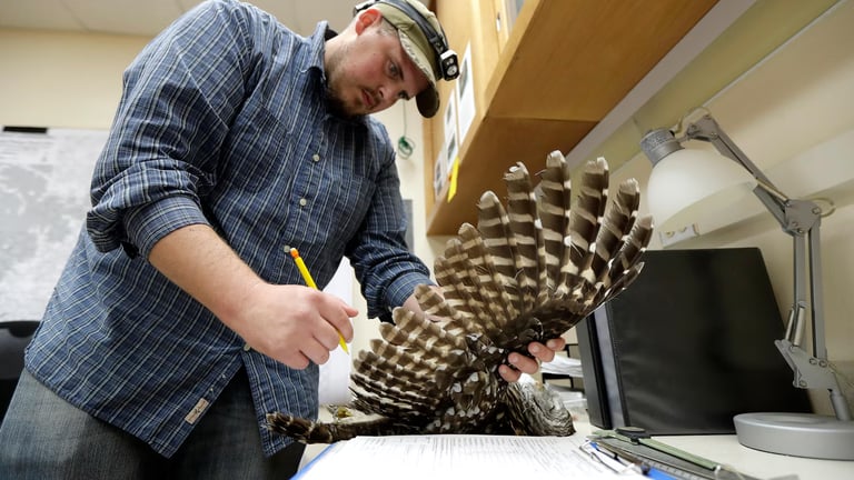 Controversial Plan to Shoot 450,000 Barred Owls to Save Endangered Spotted Owls Sparks Ethical Debate