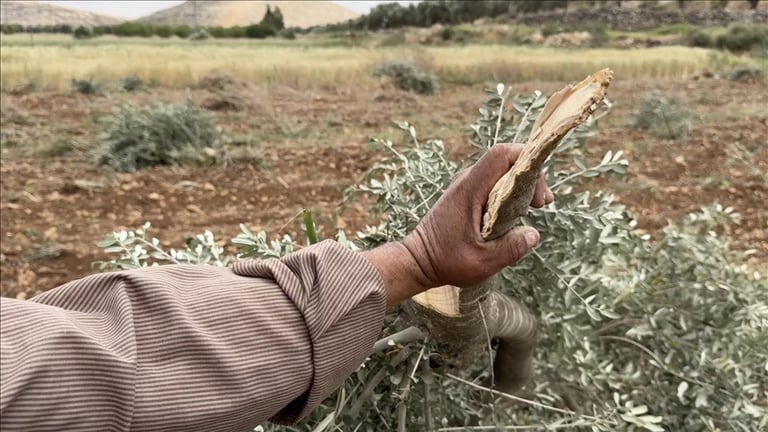 Israeli Settlers Escalate Attacks, Uproot Olive Trees in West Bank amid Rising Tensions