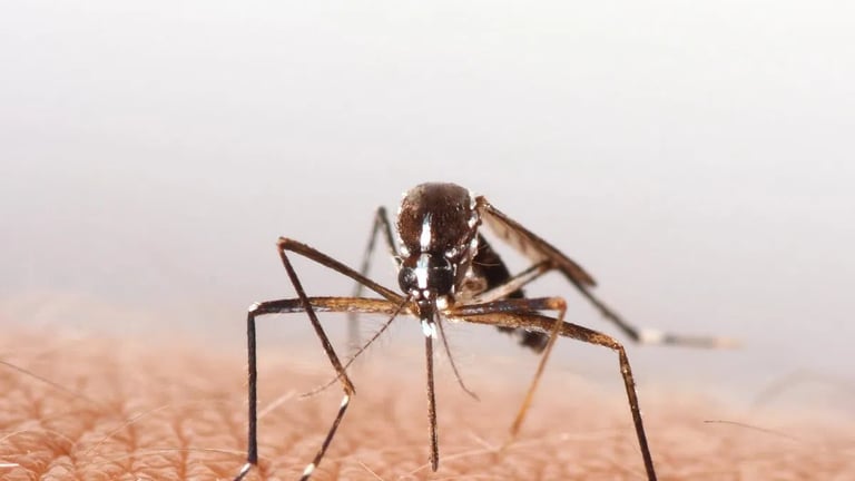 First West Nile Virus Mosquitoes Detected in Vanderburgh County, Residents Urged to Take Precautions