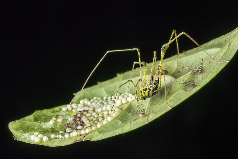 Extra Eyes on Daddy Longlegs Redefine Arachnid Evolution