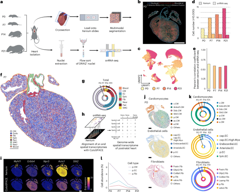 New Atlas Maps Postnatal Heart Development, Reveals Cardiomyocyte Maturation Dynamics