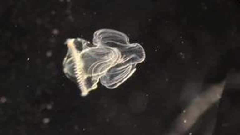 Stanford Study Unveils Larval Cells' Role in Metamorphosis, Challenging Cellular Death Theory
