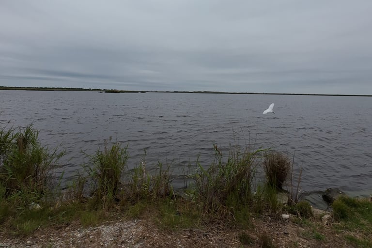 SpaceX's Potential Land Deal Sparks Environmental and Livelihood Concerns in Louisiana Marsh