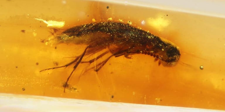 First South American Amber Discovery Unveils 112-Million-Year-Old Insect Treasure Trove