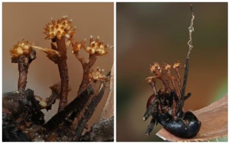 New Horn-Shaped Fungus Discovered in Malaysia, Showcasing Local Scientific Excellence