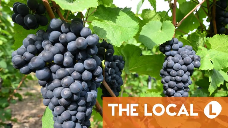 600-Year-Old Grape Seed Links Modern Pinot Noir to Medieval Wine Practices