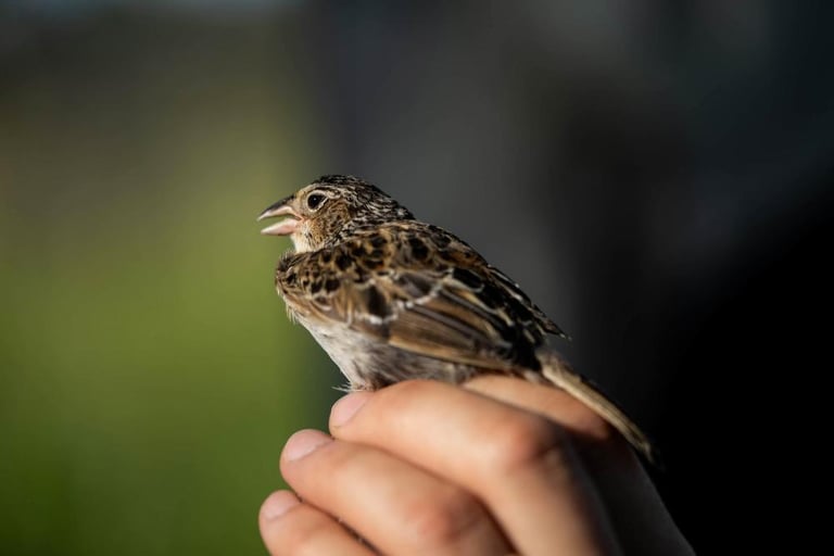 1,000th Florida Grasshopper Sparrow Released: A Conservation Triumph for Endangered Species