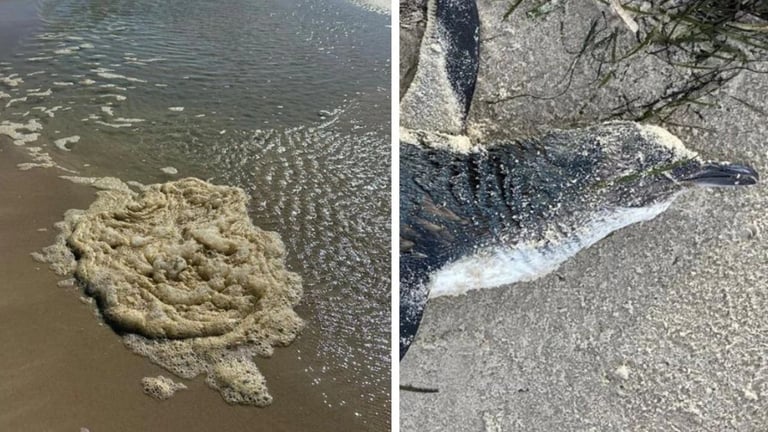 Massive Algal Bloom Devastates South Australia: Marine Deaths and Health Warnings Issued