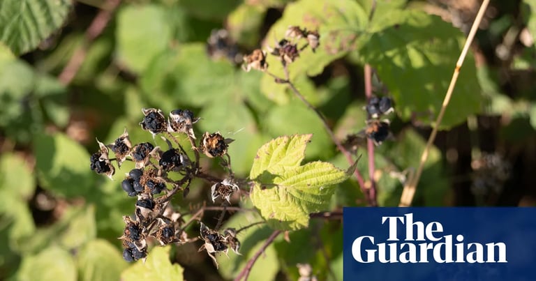 UK's Early Autumn Signals Climate Stress: Unseasonal Leaf Fall and Berry Ripening Amid Heatwaves