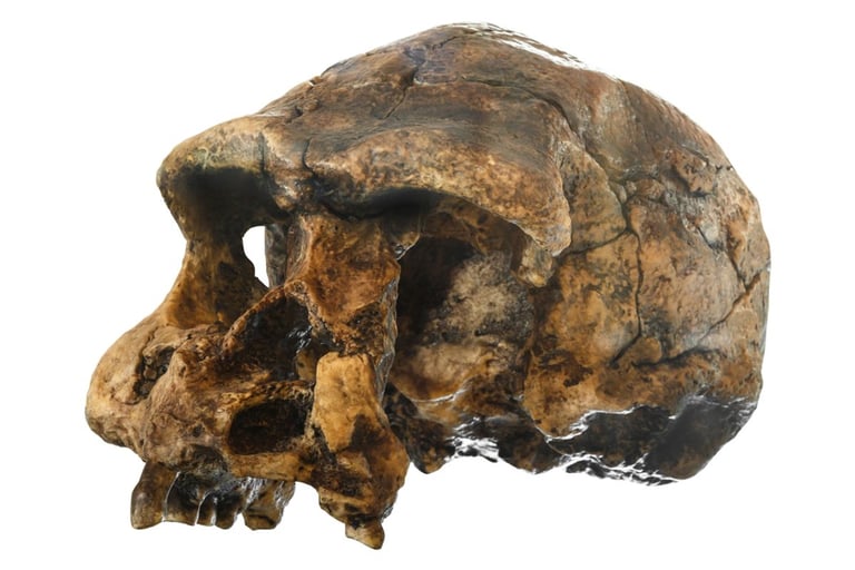 New Study Suggests Genetic Links Between Homo Erectus, Denisovans, and Modern Humans