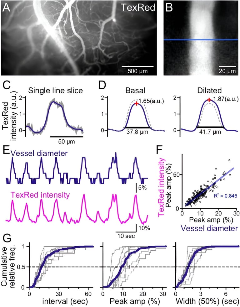 Visual Stimuli Synchronize Brain Blood Flow, Boosting Function: Tohoku University Study