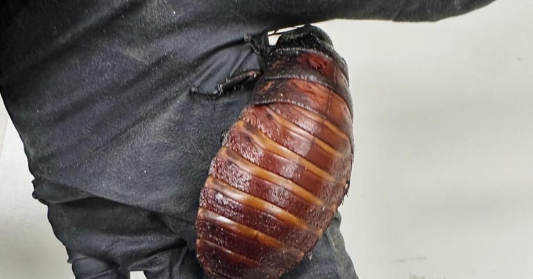 Australia's Largest Exotic Invertebrate Seizure: 100,000 Cockroaches Confiscated in NSW Raid