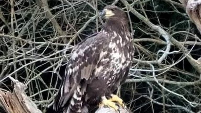 Mystery Surrounds Vanished Eagles: Police Probe Possible Foul Play in Scotland