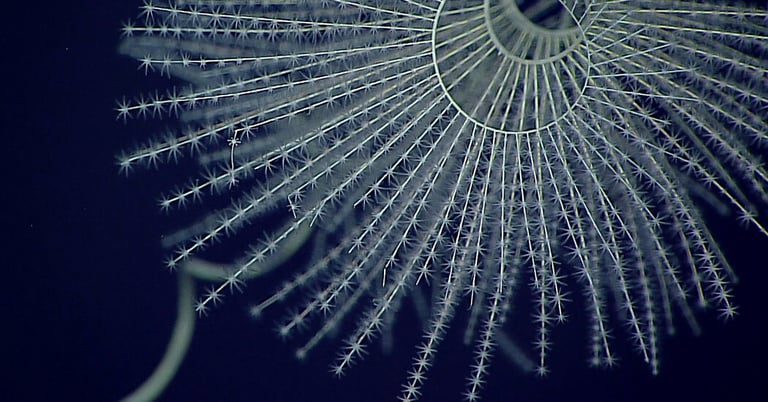 Ancient Glow: Earliest Bioluminescence Found in 540-Million-Year-Old Marine Life