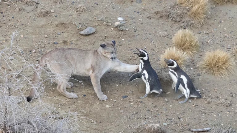 Patagonian Pumas Shift Prey to Penguins, Stirring Up Ecosystem Dynamics