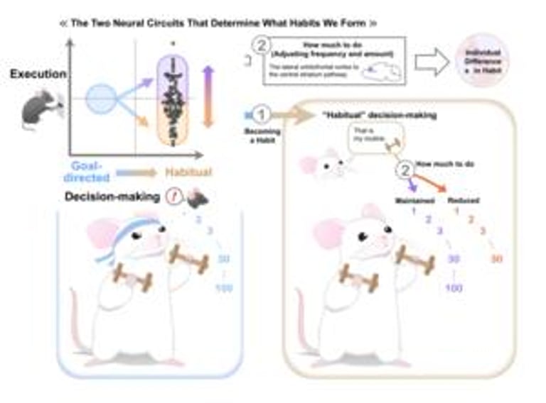Neural Circuits Key to Habit Formation and Execution: New Insights for OCD and Addiction Therapy