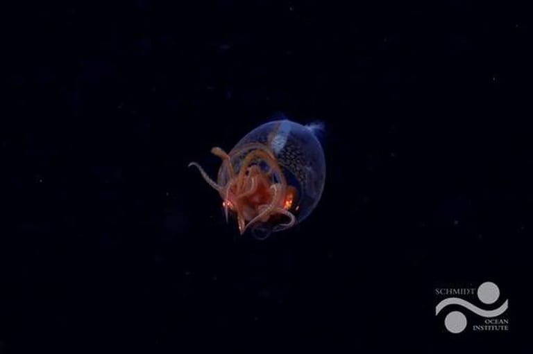 First-Ever Footage of Baby Colossal Squid Stuns Global Audiences During Live Dive