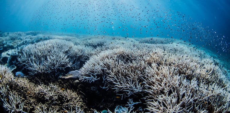 Great Barrier Reef Faces Fifth Bleaching: Australia's Dual Role Scrutinized