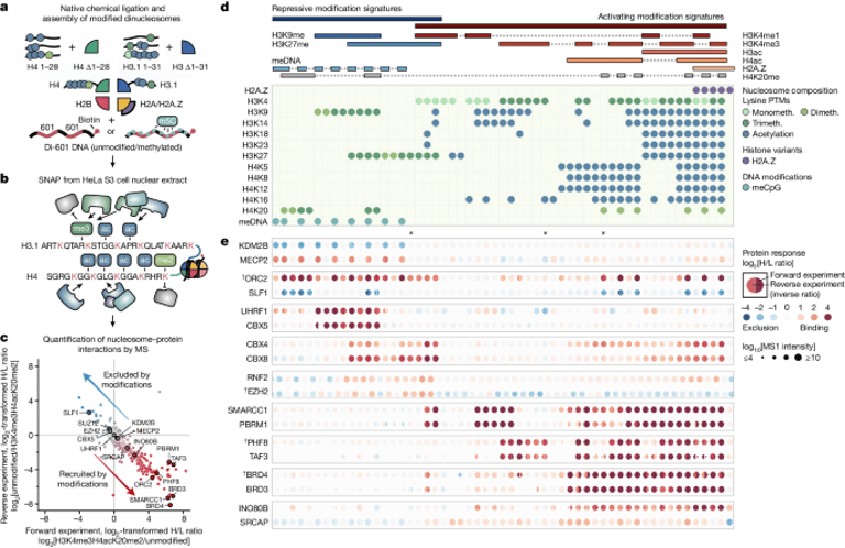 New Study Decodes Chromatin Readers' Interactions with DNA