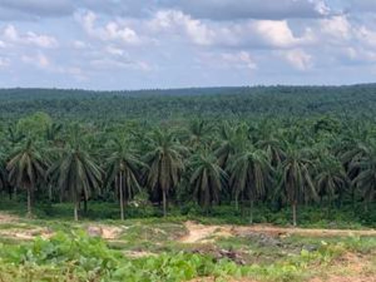 Restoring Biodiversity: Tree Islands Revive Native Flora in Sumatra's Oil Palm Plantations