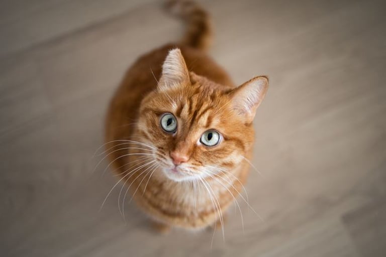 New Genetic Discovery Explains Orange Cats' Unique Coat and Male Dominance