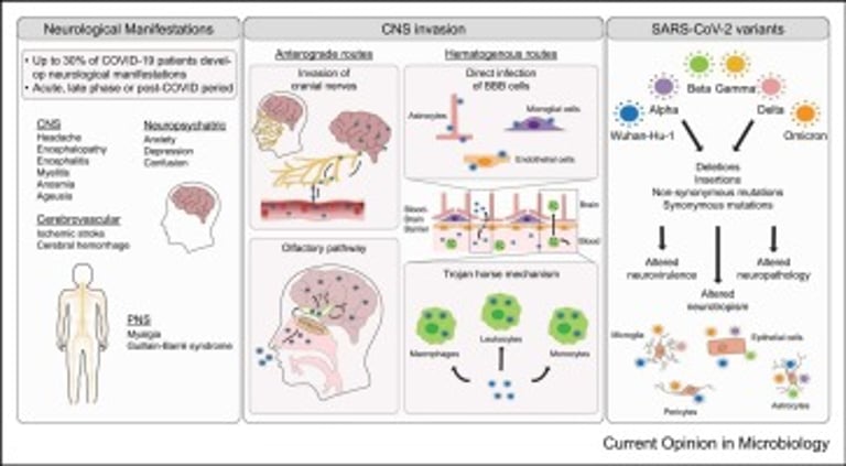 Age-Dependent Nasal Cell Response to COVID-19 May Explain Symptom Severity Variance