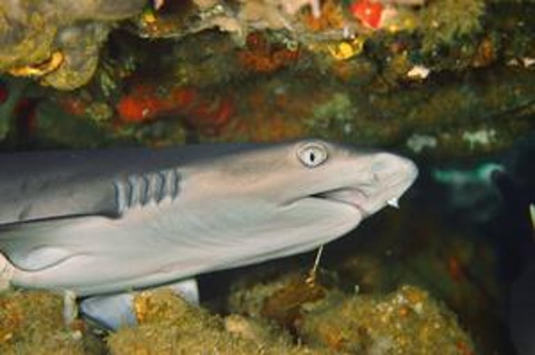 Shallow Coastal Habitats Critical for Shark and Ray Evolution Now Under Threat