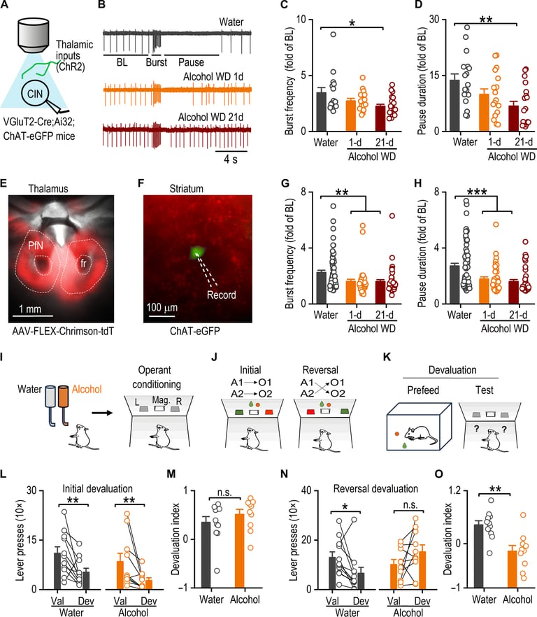 New Study Unveils How Alcohol Disrupts Brain Neurons, Impairs Cognitive Flexibility