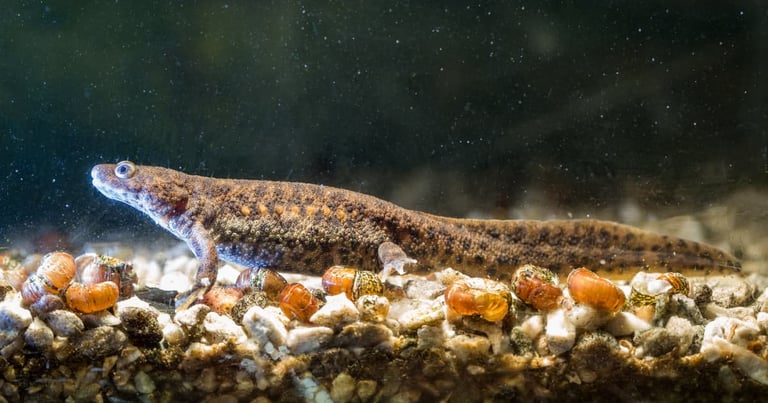 Mutant Newts Unlock Secrets to Perfect Limb Regeneration