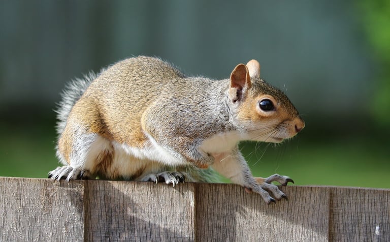 Targeted Invasive Species Management Could Cut EU Extinction Risk by 16%, Study Reveals