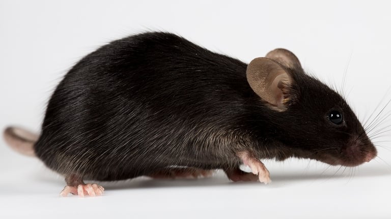 Gene Therapy Breakthrough: Klotho Protein Extends Lifespan in Male Mice, Shows Anti-Aging Effects