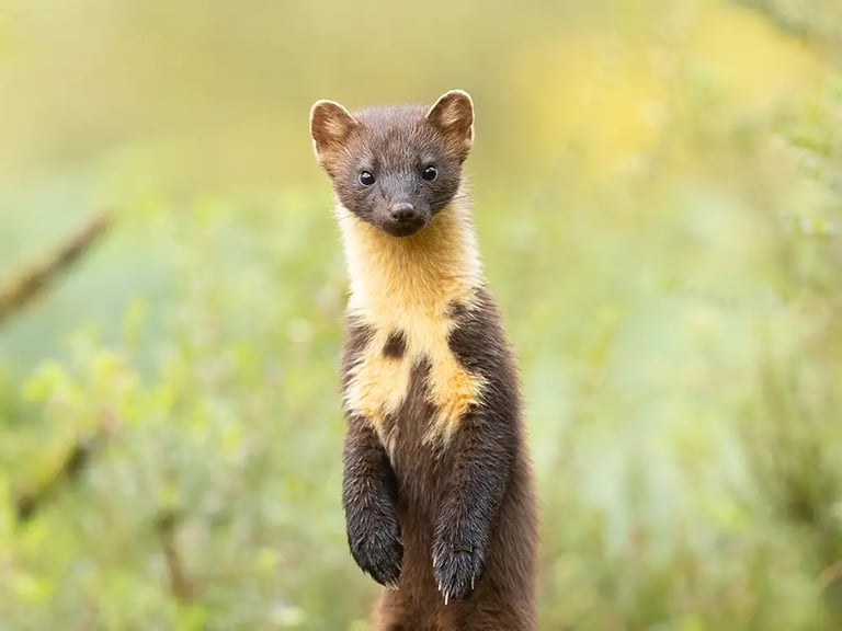 British Wildlife Photography Awards 2026: Stunning Winners Unveiled at Nunnington Hall Exhibition