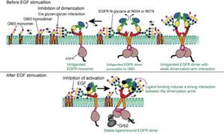 Transient Glycan Interactions: A New Frontier in Cell Signaling and Cancer Therapy