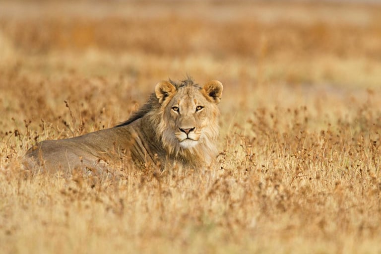 London Exhibition Exposes Trophy Hunting's Grim Reality, Pressures UK to Ban Imports