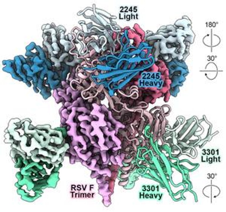 AI-Powered Models Revolutionize Antibody Design for Emerging Viral Threats, Study Shows