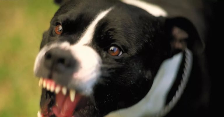 Woman Charged After Fatal Pitbull Attack in East London; Dog Previously Attacked Schoolboy