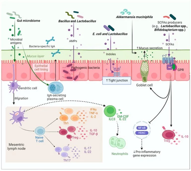 Microbiome Breakthroughs: New Insights Into IBD, Cancer, and Alzheimer's Treatments