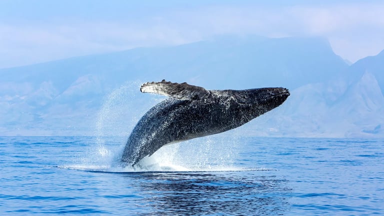 Humpback Whale Calves Found Far South: Study Challenges Migration Beliefs, Urges New Conservation Efforts