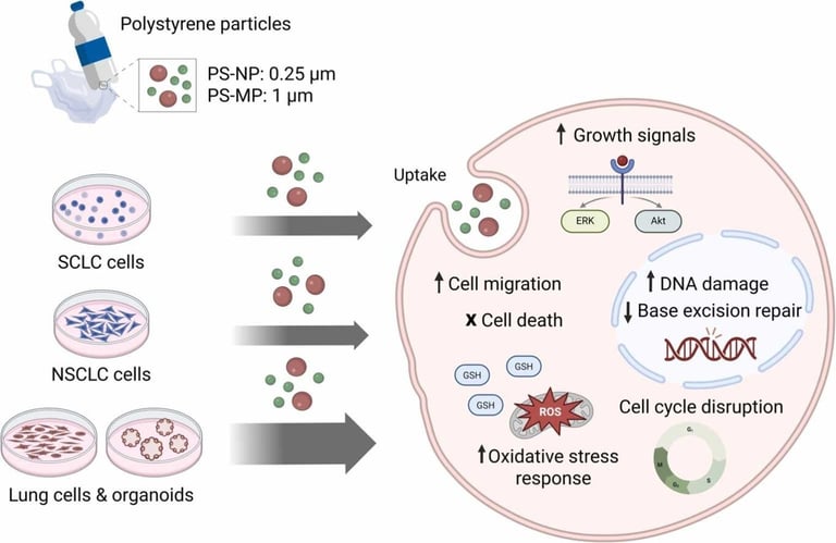 Microplastics in Lungs: New Study Links Polystyrene to Cancer Risk