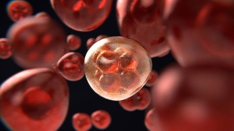 NYU Study: Cysteine Depletion Sparks Fat Burning, Reveals Weight Loss Potential and Metabolic Insights