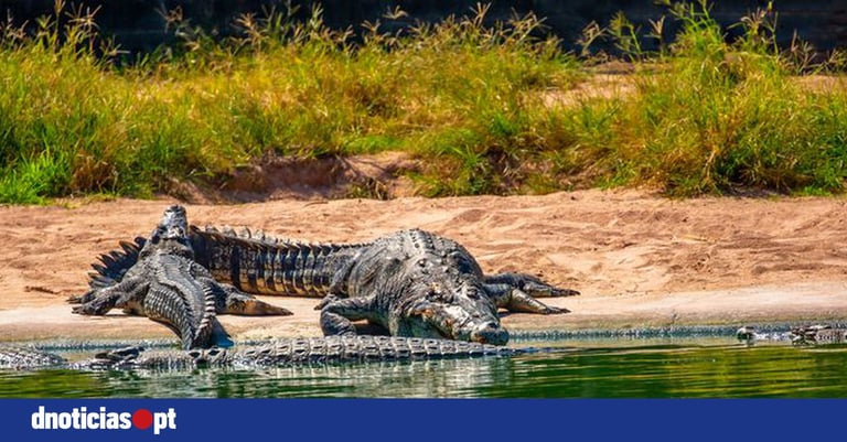 12-Year-Old Girl Found Dead After Suspected Crocodile Attack in Northern Territory
