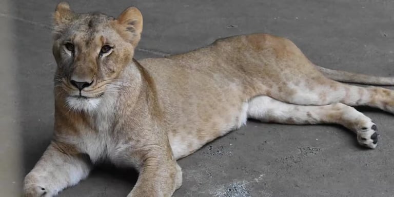 Three Lions Die in Tokyo Zoo Amid Heatwave, Sparking Animal Welfare Concerns