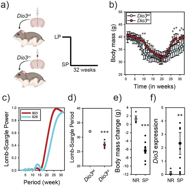 Breakthrough: Genetic Key to Seasonal Behavior in Mammals Unlocked by New Study