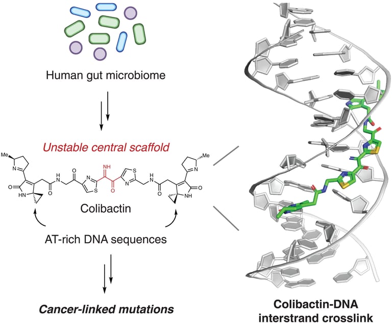 Harvard Study Uncovers Gut Bacteria Toxin's Role in Colon Cancer, Paving Way for New Therapies