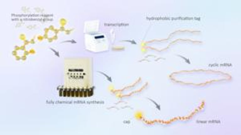 Breakthrough mRNA Synthesis Technology from Japan Promises Faster, Purity-Enhanced Vaccine Development