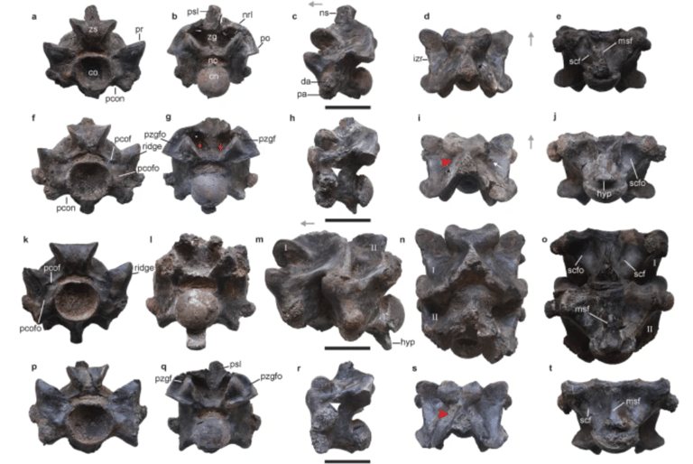 Colossal 47-Million-Year-Old Snake Fossil Discovered in India