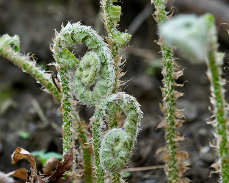 Harvard Study Reveals Ferns Defy Traditional Evolutionary Paths, Reverting to Simpler Reproductive Forms