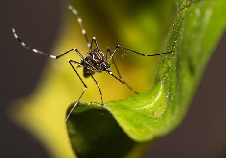 Innovative 'Toxic Male' Technique Targets Mosquitoes, Potential Game-Changer in Fight Against Disease